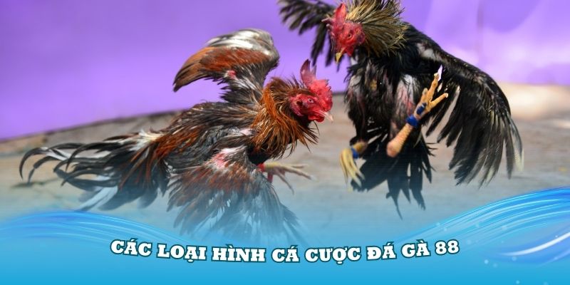 Tham gia vào các loại hình cá cược đá gà 88