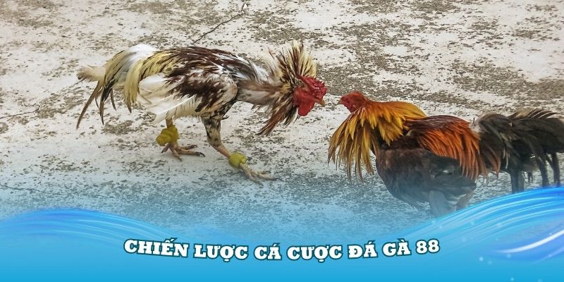 Nắm vững các chiến lược cá cược đá gà 88 hiệu quả nhất