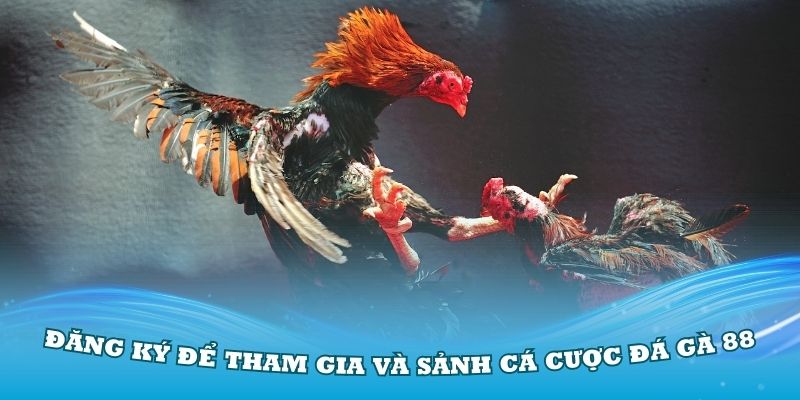 Hướng dẫn đăng ký để tham gia và sảnh cá cược đá gà 88