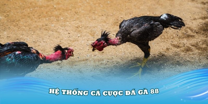 Tìm hiểu về hệ thống cá cược đá gà 88 